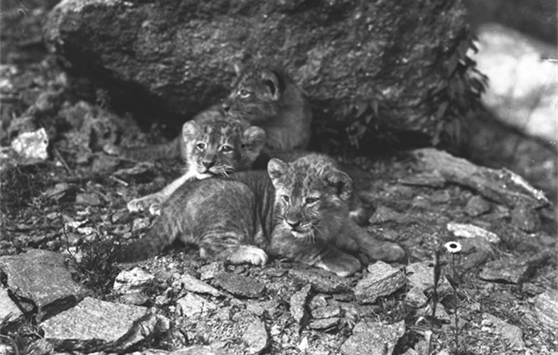 Wildlife Conservation Society_01034_Barbary Lion Cleopatras Cubs_BZ_05 00 03.JPG